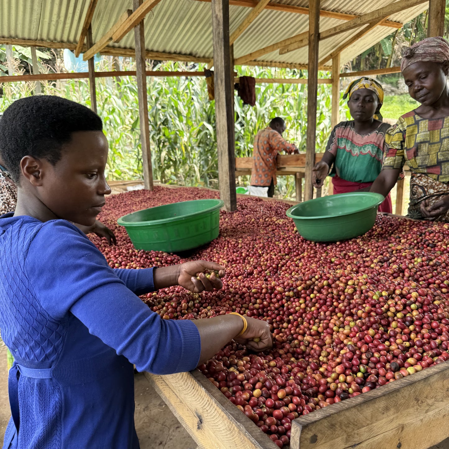 Rwanda Vunga Washed