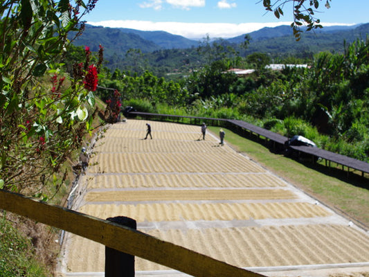 Costarica  La Candelilla  Fully Washed