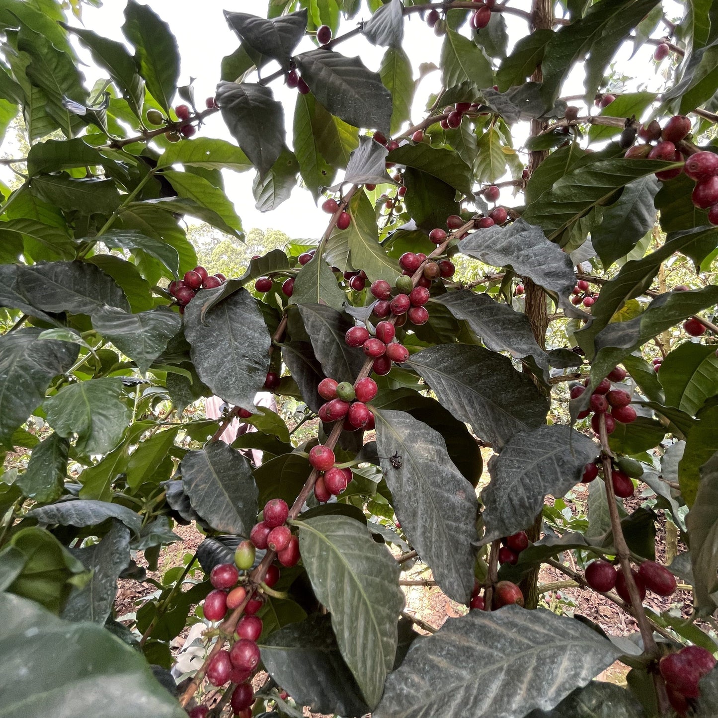 Kenya Guama Washed