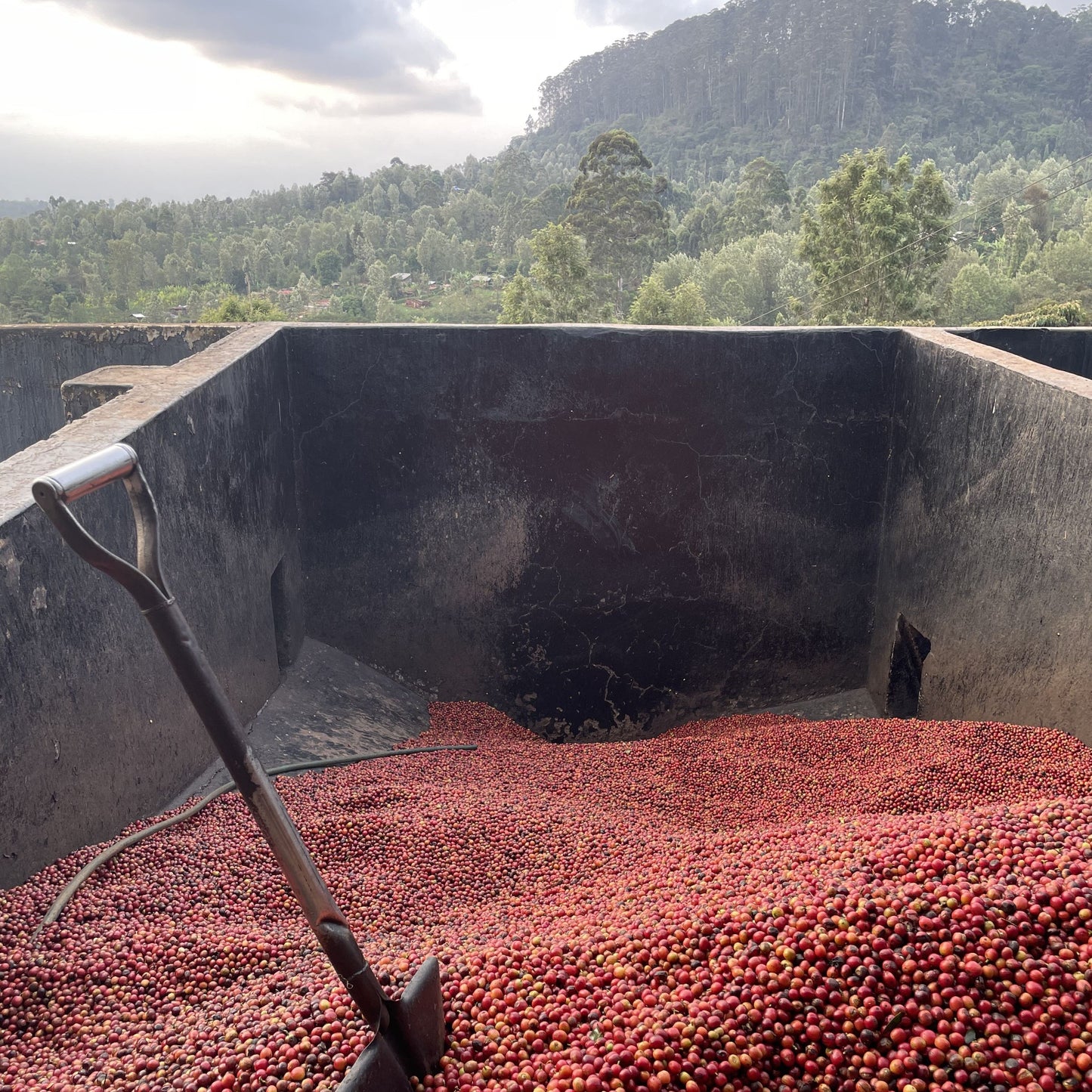Kenya Guama Washed